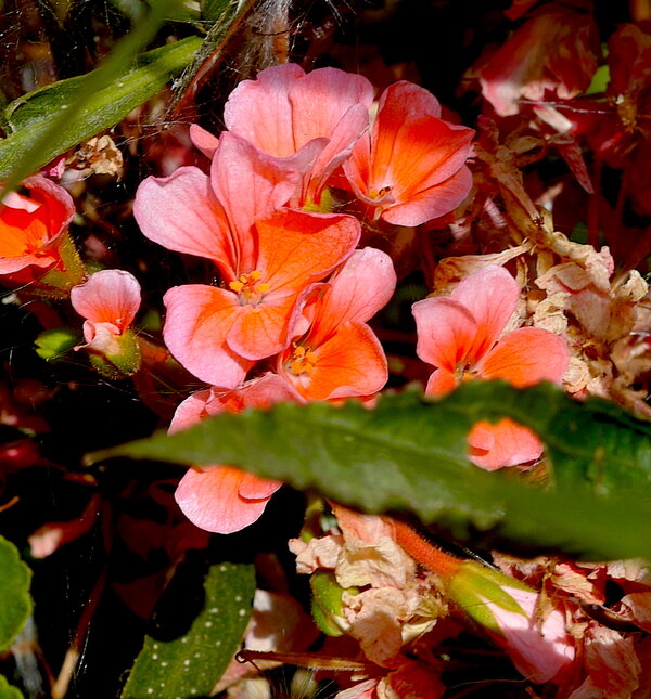 Cropped Gdn00002.JPG