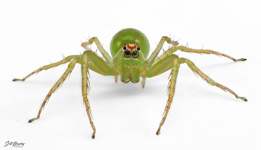 Green Magnolia Jumper DP.jpg