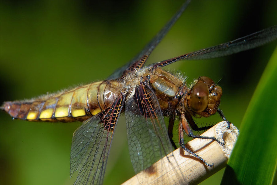 -Plattbauchlibelle- 37.jpg