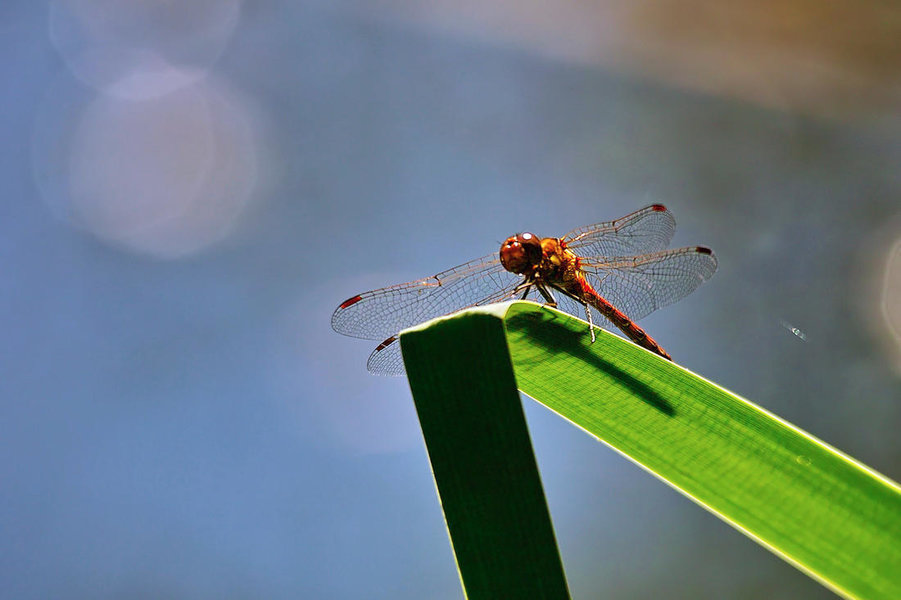 Rote heidelibelle-2.JPG