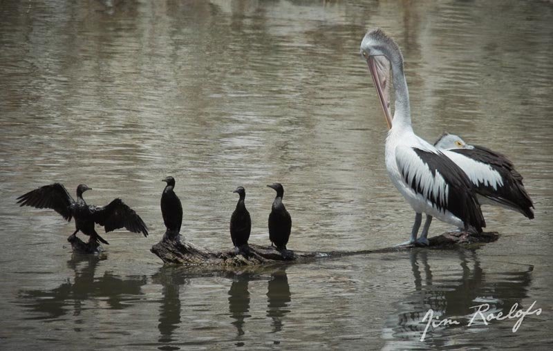 Balranald Pelicans + Cormorants small.jpg