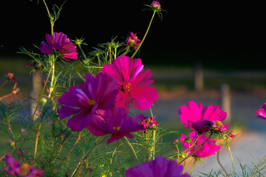 Dresden SIGMA-Treff  2008  16.jpg