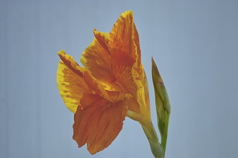 flower.jpg