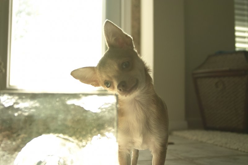 Lola 3.jpg