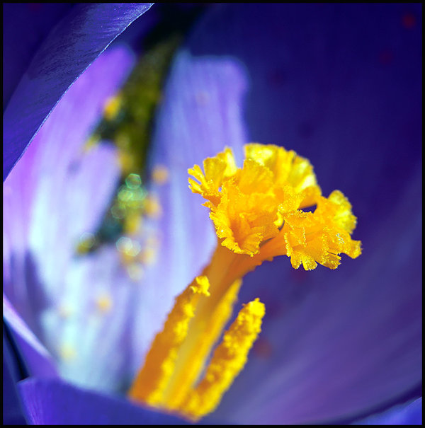 65_CrocusPistil_1.jpg