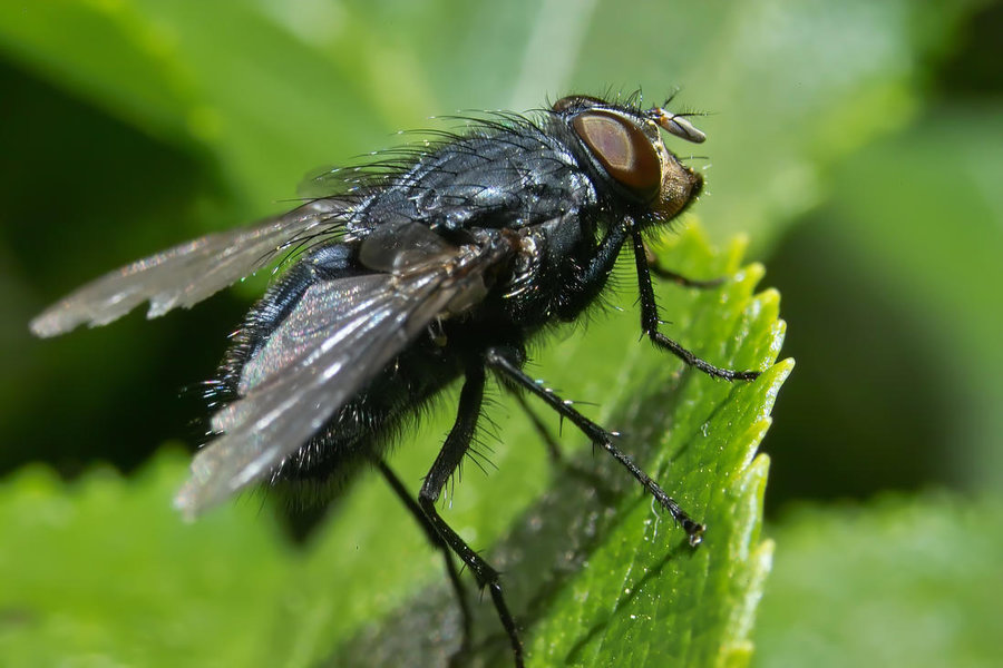 -Fliege1-.jpg