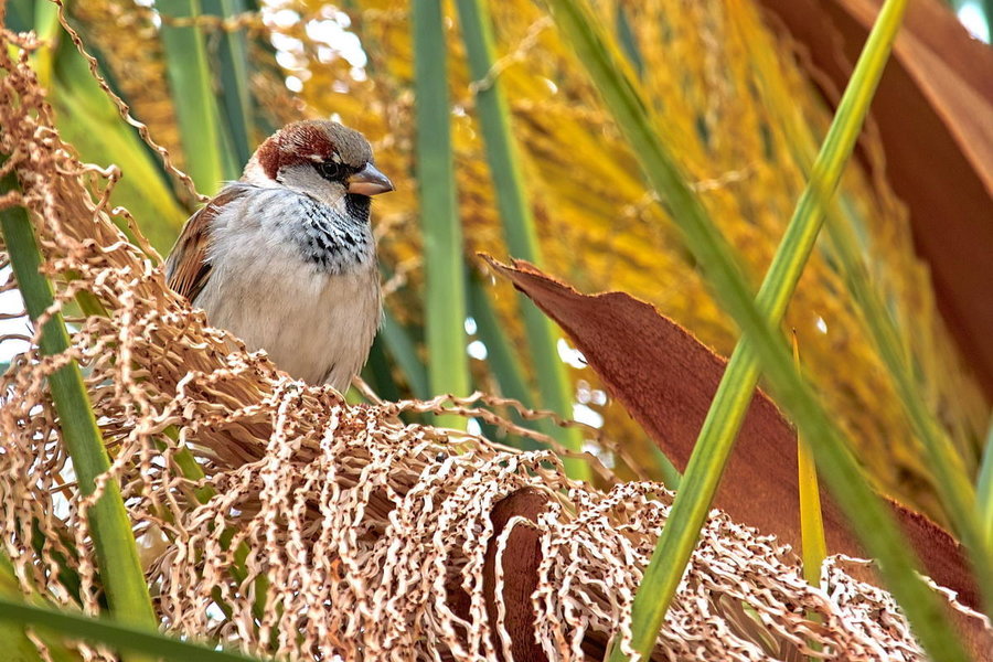 -Spatz auf Palme-.jpg