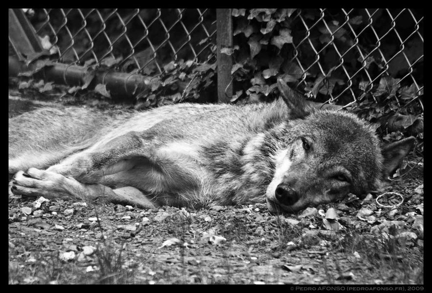 2009-07-03_thoiry_wolf_quite_saying_toohottomove.jpg