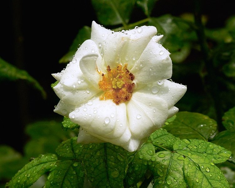rainflower.jpg