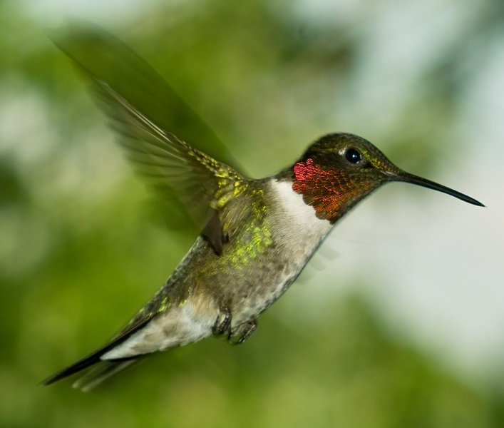 hummer-100crop.jpg