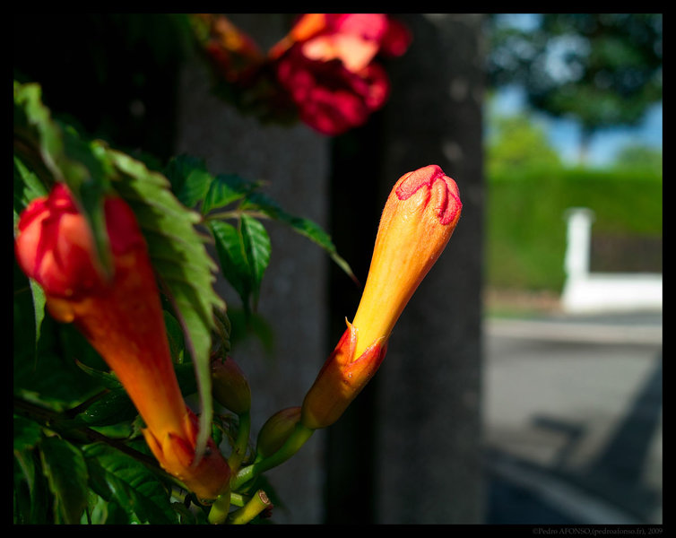2009-07-25_Flower2-reduced.jpg