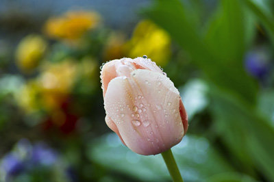 TulipDrops1.jpg