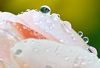 TulipDrops1a.jpg
