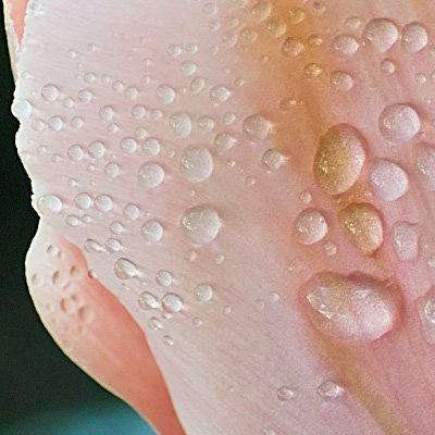 TulipDrops1b.jpg