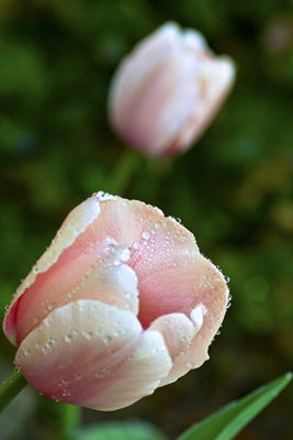 TulipDrops2.jpg