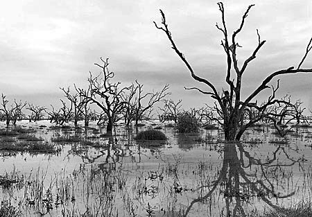 B&W-dead-trees-6x6-8.jpg