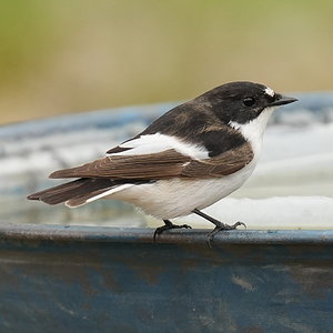 A7409043.JPG
