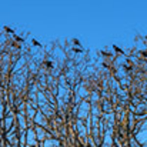 Crow colony.jpg