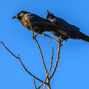Crow partners.jpg