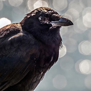 Bokeh Crow.jpg