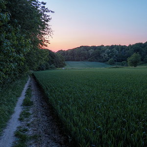 Sunset Field 1