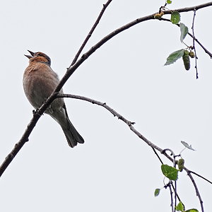 Common Chaffinch