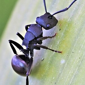 antman.JPG