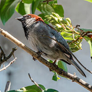 Sparrow.jpg