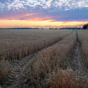 Sunset Wheat Field