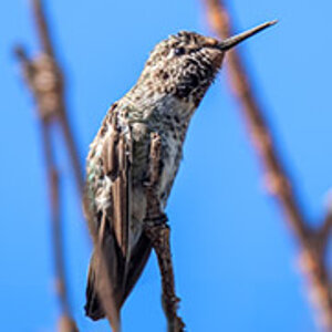 Humming Bird sm.jpg