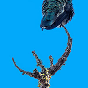 Hummingbird.jpg