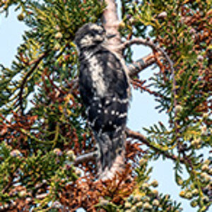 Female Downy Woodpecker.jpg