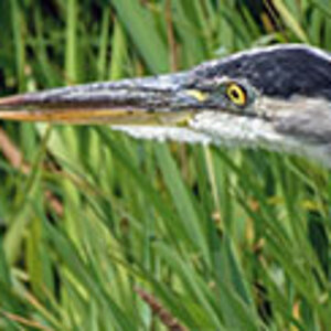 Blue Heron.jpg