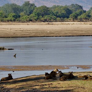 Lions and River.jpg