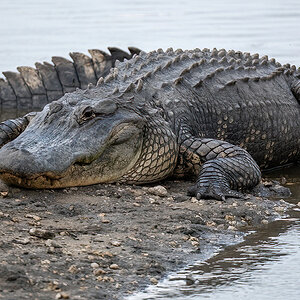 Photo '3B164CB5-31CB-430B-A1DC-0AEA44EA3EB6.jpeg' in category 'Natural & Wildlife'