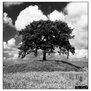 where-black-and-white-shines.jpg