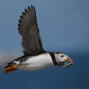 Birds 2019 - Puffin.jpg