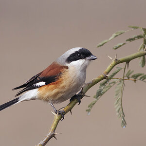 Bay Backed Shrike .jpg