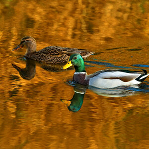 1 Mallards on Golden Pond 4th November a.jpg