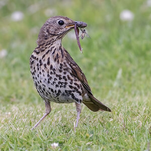 1 wildlife spots -Song Thrush with lunch for offspring.jpg