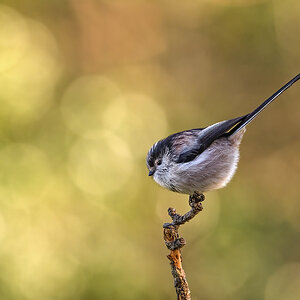 1 LTT and colourful bokeh brighter sf.jpg