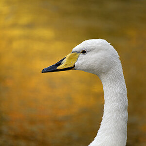 1 Whooper Autumnal Background sf.jpg