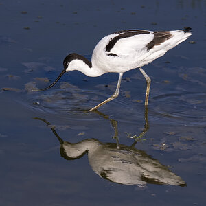 Bird of year Avocet reflection.jpg
