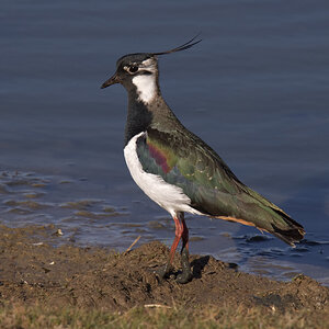 Birds - Common Lapwing.jpg