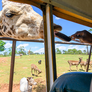 Safari Park 230430 - 27.jpg