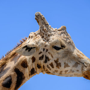 Safari Park 230430 - 6.jpg