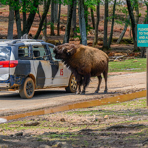 Safari Park 230430 - 48.jpg