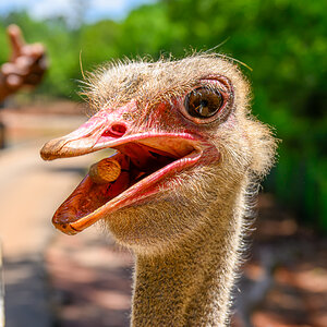 Safari Park 230430 - 46.jpg