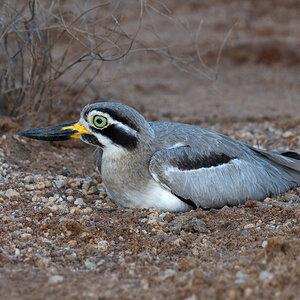 Great Thicknee wide eyed and legless.jpg