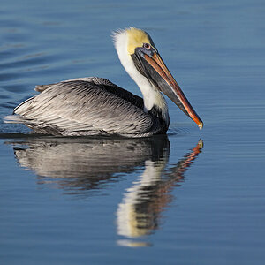 1 Brown Pelican - State Bird of Louisiana - .jpg